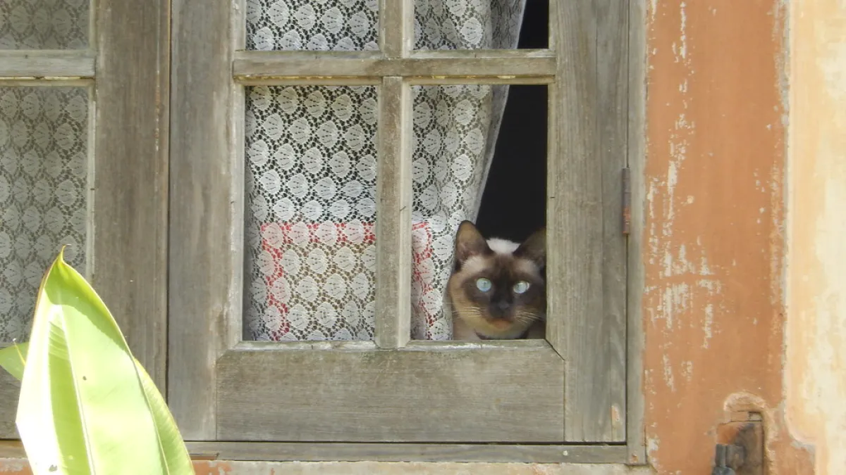 Pesquisa liga mais gatos a níveis maiores de felicidade em 93 países